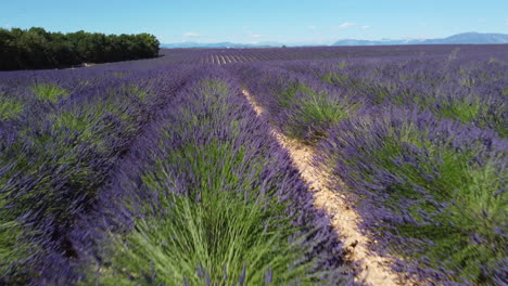 Lavender-field-agriculture-cultivation-in-Plateau-de-Valensole