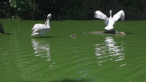 Two-great-white-pelican,-pelecanus-pelecanus-in-the-pond-at-zoo-Planckendael,-one-injured-bird-flapping-its-wings-trying-to-fly,-and-the-other-is-preening-its-feathers