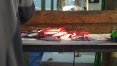 Fishermen-clean-and-gut-their-giant-catch-of-red-snapper-in-front-of-a-crowd