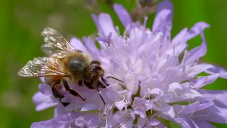 Macro-view-of-wild-honey-bee-collects-and-gathers-nectar-of-purple-flower-on-sunny-das