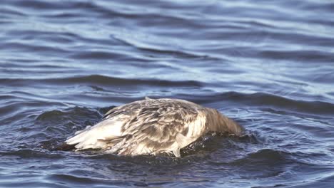 Young-Olrog's-Gull-Floating-And-Dipping-Its-Head-Into-The-Coast