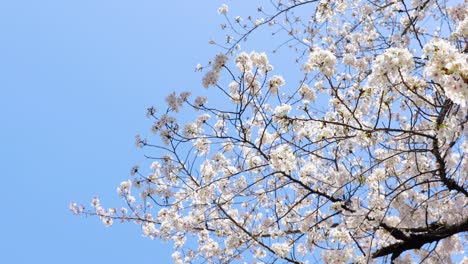 La-Mejor-Flor-De-Cerezo-En-Tokio