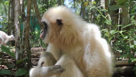 Gibbon-Im-Wald_Gibbon-Sitzt-Auf-Dem-Boden_-Weißer-Gibbon-Primat
