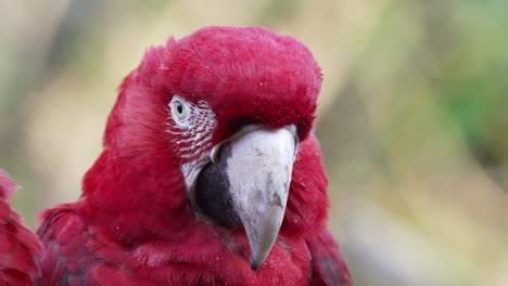 Close-Up-of-a-Red-and-Green-Macaw-Looking-Sleepy