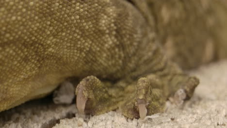 Macro-of-new-caledonian-gecko-claw-on-wood