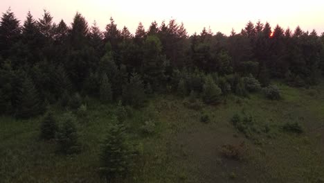 Üppige-Nadelbäume-Im-Waldpark-In-Sleeping-Bear-Dunes-National-Lakeshore,-Leelanau-County,-Michigan