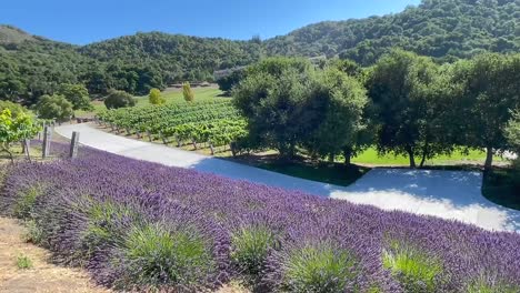 Purple-lavender-fields-along-the-green-vineyards-of-Carmel-Valley-Ranch,-California-