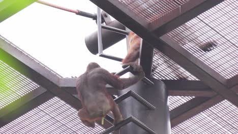 orangutans-climbing-up-metallic-structure-to-access-the-outdoor-area,-in-the-zoo