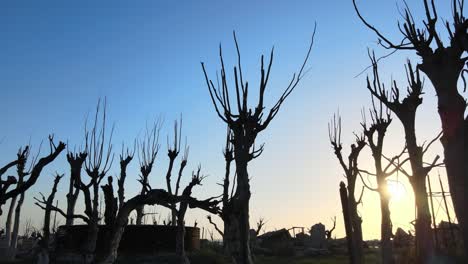 Striking-image-of-dead-tree-silhouettes-against-vivid-sunset,-Epecuen