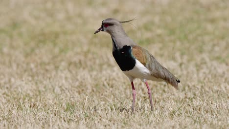 Curious-lapwing-standing-on-dry-grass-in-daylight,-shallow-DOF