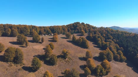 Beautiful-open-autumn-mountain-forest-under-clear-blue-sky--Aerial