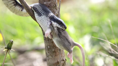 Black-rat-snake-chewing-its-prey---eating-a-mouse-in-the-tree