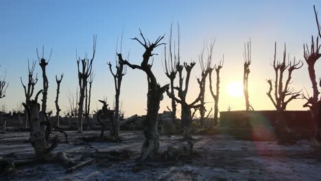 Aerial-ground-level-shot-capturing-the-spooky-abandoned-Villa-Epecuen-with-withered-trees-and-driftwoods,-sun-shinning-through-dead-tree-branches-with-cloudless-sky-background-at-Buenos-Aires