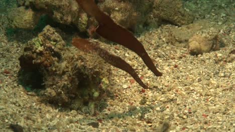Zwei-Robuste-Geisterpfeifenfische-über-Sandigem-Riff-Im-Roten-Meer