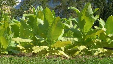 Nahaufnahme-Der-Grün-Wachsenden-Tabakpflanze-Nicotiana-Tabacum-Im-Sonnenlicht---Langsame-Schwenkaufnahme
