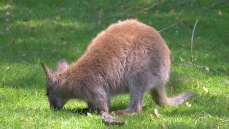 Australisches-Känguru-Frisst-An-Einem-Sonnigen-Morgen-Morgens-Gras-Von-Der-Wiese,-Aus-Nächster-Nähe