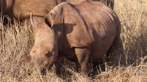 Lindo-Bebé-Rinoceronte-Blanco-Come-Hierba-Junto-A-Su-Madre-En-Luz-Dorada