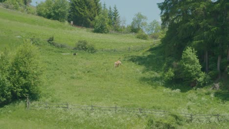 Steady-shot,-horse-eats-grass-inside-the-fence-in-Italy,-Scenic-view-of-Greenfield-on-a-bright-sunny-day