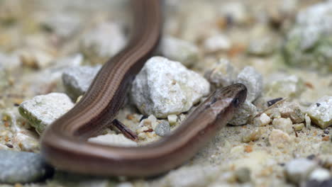 Macro-shot-of-brown-slow-worm-or-legless-lizard-crawling-over-rocks-and-flicking-tongue---prores-high-quality-4k-shot