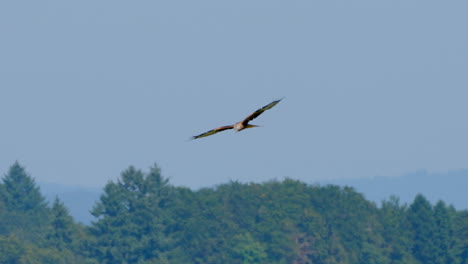 Red-Kite-Eagle-in-Flight-over-green-forest-during-blue-sky-and-sunlight---Majestic-Predator-flying-in-the-air---Slow-motion-tracking-shot