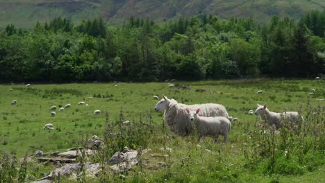 A-group-of-sheep-on-an-English-mountainside-farm-field