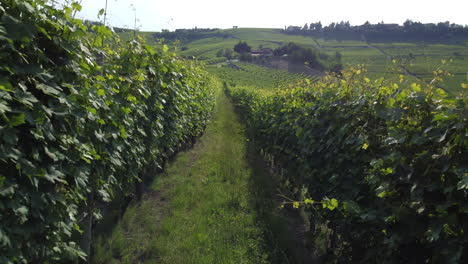 Vineyards-organic-agriculture-rural-landscape
