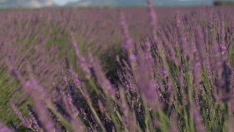 Nahaufnahme-Eines-Lavendelfeldes-Mit-Blühenden-Lila-Blüten-Im-Sommer-In-Valensole