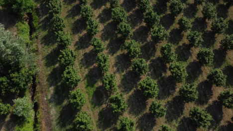 Haselnussbäume-Landwirtschaft-Anbaufeld-Luftaufnahme-In-Langhe,-Piemont-Piemont