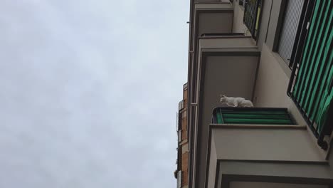 Weiße-Katze-Steht-Am-Rand-Des-Balkons