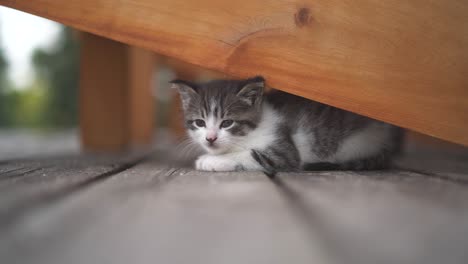 Young-grey-kitten-relaxing-and-falling-asleep-on-a-deck,-finding-shade-under-a-chair