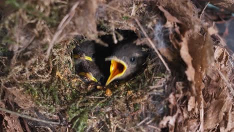 Swallow-mother-feeding-the-chicks-cute-birds-waiting-in-the-family-nest