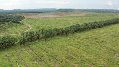 A-spine-wide-angle-aerial-shot-of-a-diversity-corridor-in-new-oil-palm-plantation-in-Malaysia