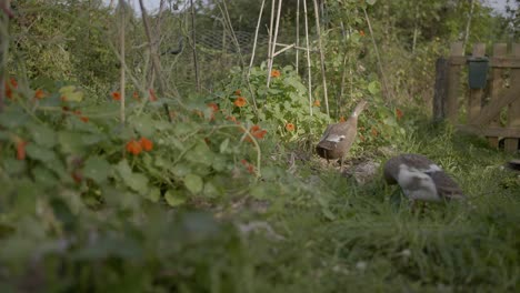 Indian-Runner-duck-family-in-organic-garden-looking-for-insects---An-example-of-permaculture-work-with-the-domestic-duck-breed-in-the-home-yard