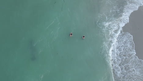 Vertical-aerial:-Large-Manatee-swims-past-people-in-murky-beach-water