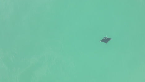 Die-Luftaufnahme-Steigt-Zu-Einem-Mantarochen-Hinab,-Der-Anmutig-Im-Jadegrünen-Wasser-Schwimmt