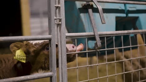 Eager-calf-in-holding-pen-drinks-from-milk-feeder,-close-up-static