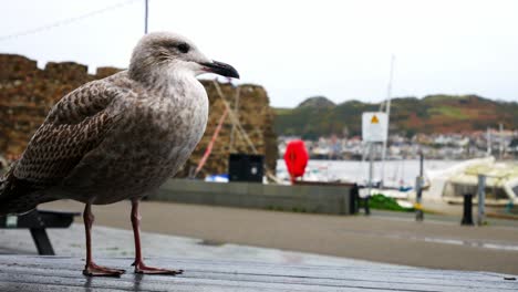Closeup-on-wet-dripping-grey-seagull-standing-on-Conwy-harbour-picnic-table-in-overcast-Autumn-marina