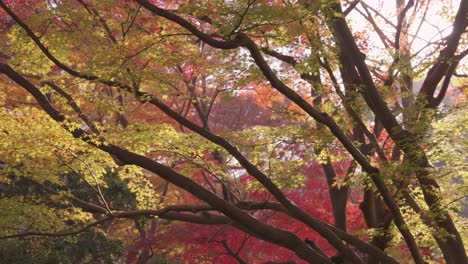 Warme-Herbstfarben-Auf-Japanischen-Ahornbäumen-Am-Frühen-Morgen