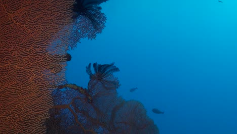 Roter-Gorgonien-Seefächer-Mit-Blauem-Ozean-Im-Hintergrund
