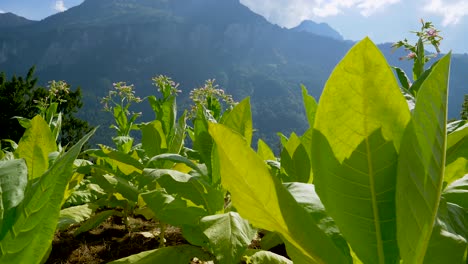 Toma-Panorámica-Lenta-De-Una-Plantación-De-Tabaco-En-Crecimiento-Frente-A-La-Cordillera-En-Suiza---Primer-Plano