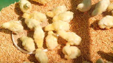 Cute-newborn-chicks-in-coop-feeding-together,-close-up-static