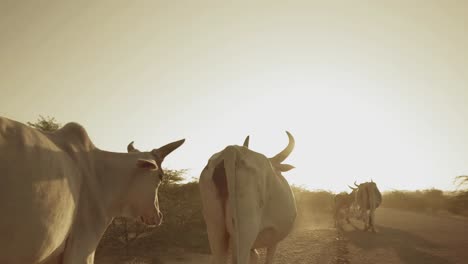 Einzelne-Reihe-Von-Kühen,-Die-Die-Straße-Gegen-Den-Sonnenuntergangshimmel-In-Sindh,-Pakistan,-Entlanglaufen