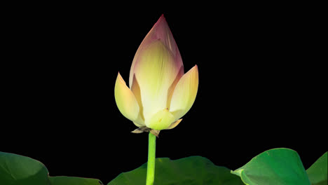 Lotus-flower-time-lapse-with-ALPHA-channel