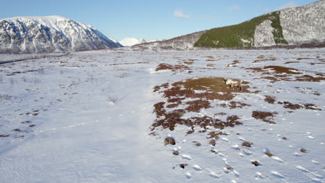 Aerial-dolly-shot-of-a-small-group-of-reindeer-grazing-on-a-sunny-snow-covered-field-with-road-and-mountains-in-the-background-and-a-clear-blue-sky