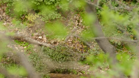 Junge-Fuchsjungen-Spielen-In-Einem-Lebendigen-Grünen-Waldgebiet