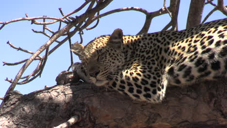 Leopard-Rests-on-Tree-Branch-on-Hot-Day-Close-Up