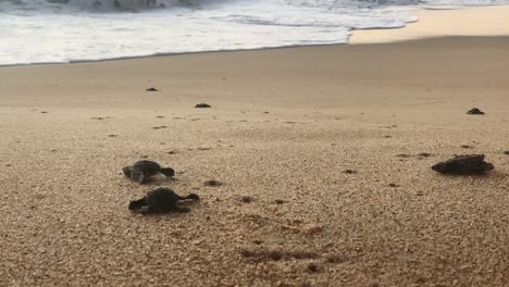 Nahaufnahme-Von-Baby-Lederschildkröten-Am-Strand-Von-Todos-Santos,-Mexiko