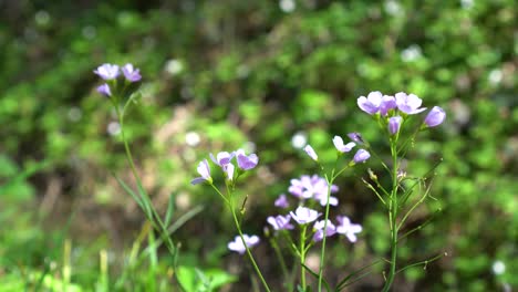 Purple-Flowers-moving-in-the-Wind-in-the-Forest-in-Spring