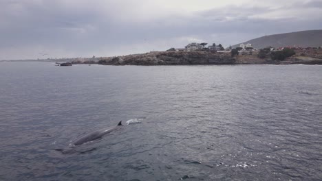 Bryde's-whale-breaks-surface-to-breathe-close-to-Hermanus-shore