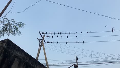 Grupo-De-Cuervos-Posado-Sobre-Un-Cable-Telefónico-Contra-El-Cielo-Azul